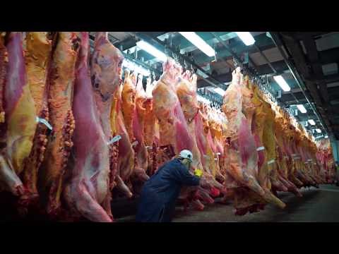 Robotic Beef Rib Cutting Technology - Meat Processing Automation