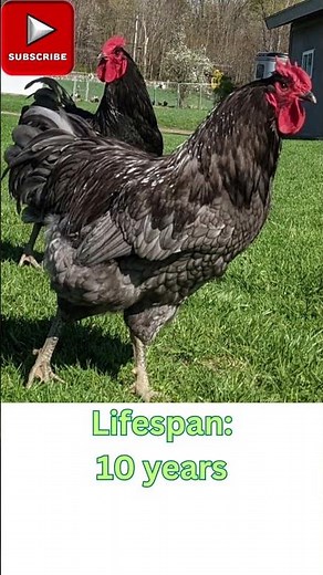Jersey Giant Chickens: Size, Eggs, Lifespan, and More!
