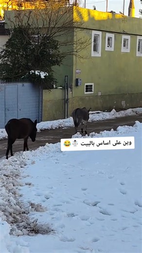 #ناصيف_زيتون #صالح_الحشاش_عصر_جنون #لياس_خضر #ابو_وديع_سلطان_الطرب #كاظم_الساهر_نزار_قباني_عشق_القيصر_روعه