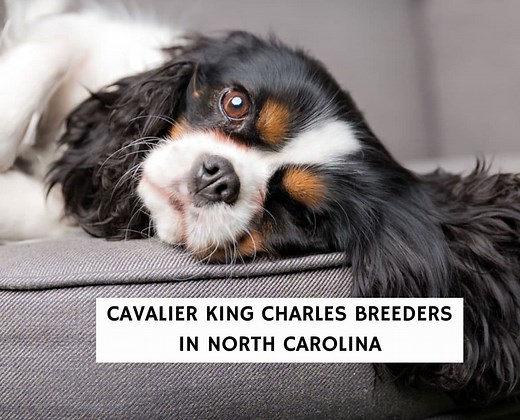 5 Best Cavalier King Charles Breeders in North Carolina! - We Love Doodles