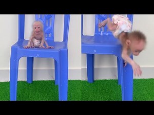 Baby monkey screaming for fear of heights on the chair
