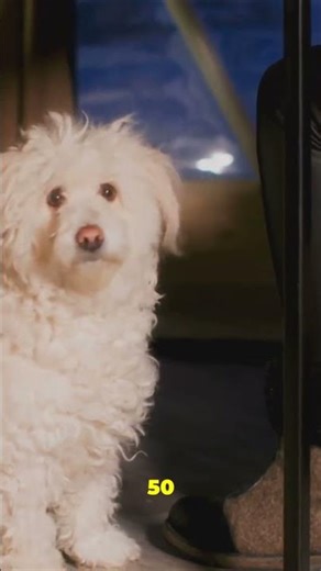 These Dog Behaviors Mean Something #dogfacts #petcaretips #shorts