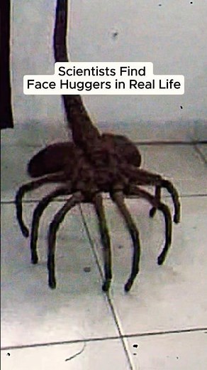 Scientists Found REAL Face Huggers