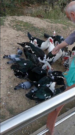 ducks eating bread