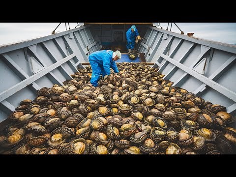 Abalone Farming Explained – How This Luxury Seafood is Cultivated and Harvested