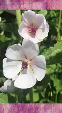 Marshmallow: A Beautiful and Beneficial Plant