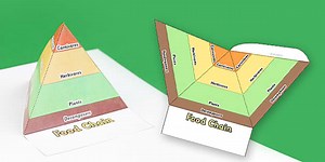 3D Food Chain Pyramids Foldable Visual Aid Template