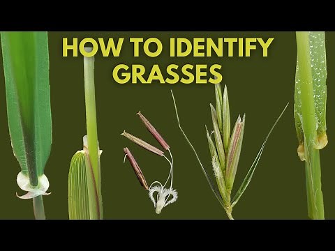 Learn Terminology for Grass (Poaceae) Identification | Morphology of Flowering Plants