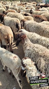 5.8K views · 66 reactions | Goat vs. Sheep: Which Is Easier and More...