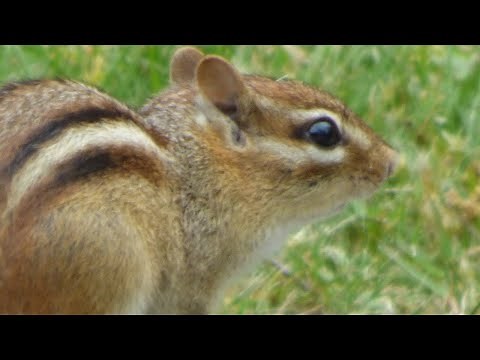 Eastern chipmunk - wild chipmunk clucking (alarm) sounds - chipmunk part 6#wildlife #wildanimals