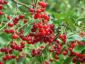How To Plant And Grow A Cherry Tree  - Bunnings New Zealand