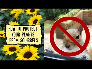 How To Protect Your Plants From Squirrels 🛑 🐿