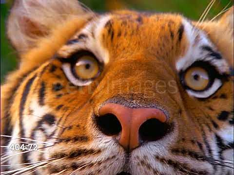 Baby Einstein Stock Footage - Tiger