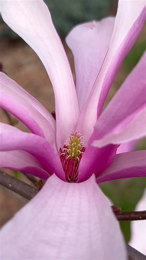 Magnolia Lily Blooms. #natureathome #spring #shorts