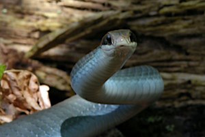The Blue Racer: The Facts on a This Big and Fast Snake Species