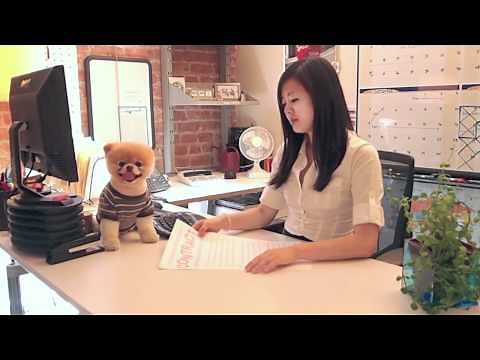 Boo - A Day in the Life of the World's Cutest Dog - Book Trailer