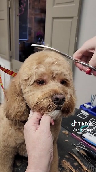 Traditional Teddy Bear Cockapoo Haircut Styles