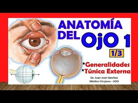 🥇 Anatomy of the EYE 1/3 - Generalities and External Tunic