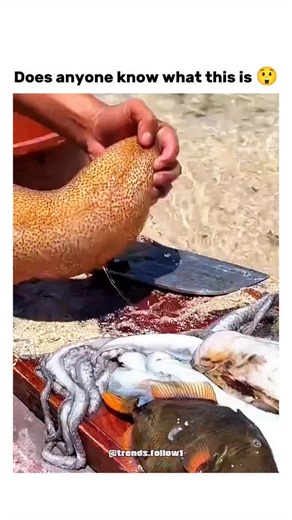 Films | Movies | Tv series on Instagram: "The post shares a 17-second video of hands preparing a bumpy, elongated sea creature on a beach amid other seafood, with replies overwhelmingly identifying it as a sea cucumber being cleaned for cooking. Sea cucumbers are echinoderms that scavenge detritus from ocean floors, recycling nutrients and supporting marine ecosystems; over 1,700 species exist, but many face overharvesting for Asian delicacies like dried bêche-de-mer. A surprising fact from repl