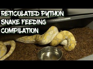 Reticulated Python Snake Feeding Compilation