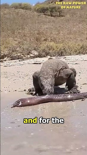The SHOCKING Truth About Electric Eels