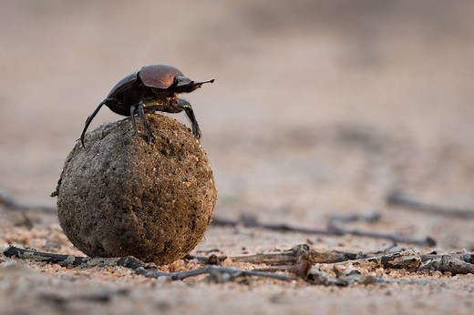 10 Divine Facts About Dung Beetles