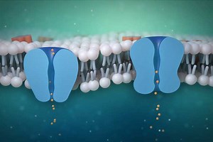 Creating and Animating a Cell Membrane With Cinema 4D