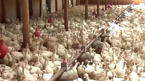 Inside the World of Modern Turkey Farms: From Hatching to Harvesting