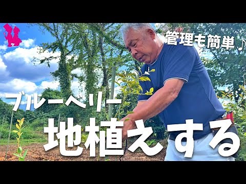 【管理が楽】ブルーベリーを地植えする方法をプロ農家が教えます