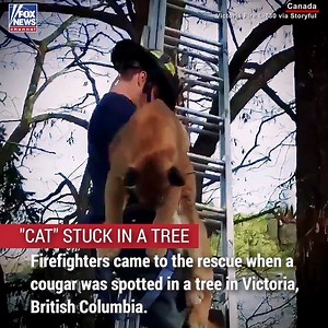 190K views · 1.9K reactions | Firefighters came to the rescue when a cougar was spotted in a tree in Victoria, British Columbia. The cougar was tranquilized and transported back to the wild. | Fox News | Facebook