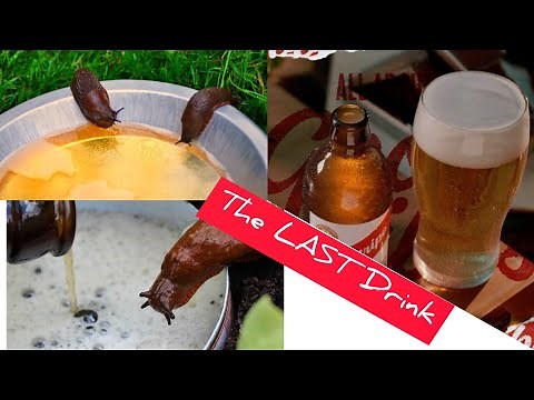 How to get rid of Slugs and Snails From Your Garden|| NO CHEMICALS