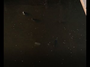 Blue Catfish & Channel Cats Eating Dog Food After Chumming