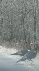 44 reactions · 29 shares | How to get private turkey hunting access with HuntStand. Download now! | HuntStand | Facebook