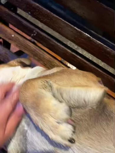 Churchill_Thebulldog on TikTok