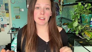 Learn about corn snakes and what care they require! Don't forget to do your research! :) By: ZA Reptiles | Snakes