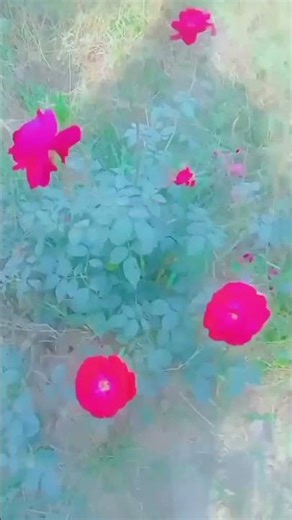 Top 10 Benefits of Gardening 🌿 | Healthy Mind & Body