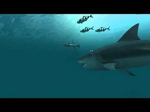 Sharks 3D Screensaver Trailer