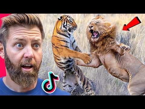 Wildlife Expert Reacts to TikTok’s Craziest Animal Fights