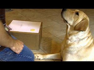 DRL Schedule of Reinforcement