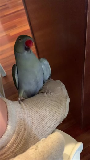 When Beaker cant have Tinkerbell.. he settles for feet 🦶🏼 #parrotsoftiktok #birdsoftiktok #talkingbird #talkingparrot #funny #funnyanimals #funnyvideos #irn #birdtok #love