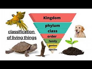 Classification of Living Things 1