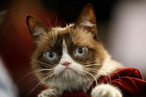 Grumpy Cat, le chat devenu star du web, est mort