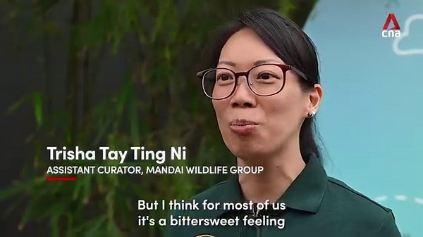 🐼 Bon voyage, Le Le! Fans of the giant panda cub said their goodbyes, as Le Le enters a month-long quarantine before returning to China in January. https://cna.asia/3RkRT0P | CNA