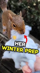 She Helps a Squirrel Build Her Winter Nest ❤️