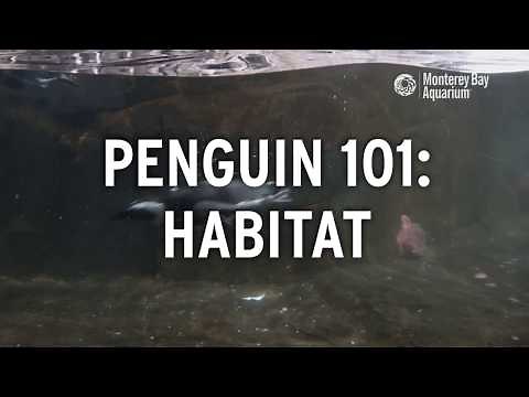 Where Do Penguins Live? | Penguin 101