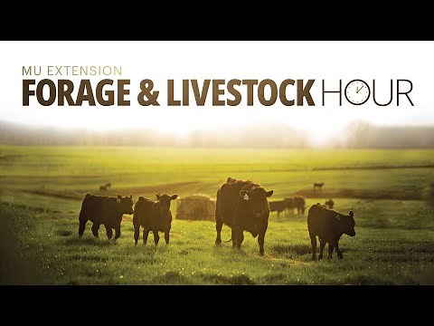 Cattle Culling Strategies – Forage & Livestock Hour