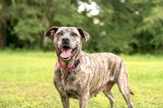 Pit Boxer Lab Mix: Info, Pictures, Facts, FAQs & More
