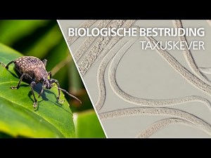 Bestrijding van taxuskever - Heterorhabditis bacteriophora