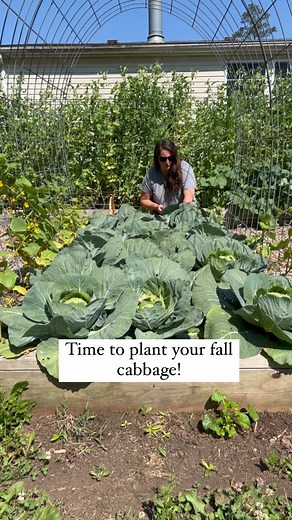 17K views · 65 reactions | ⏰ Time to plant your fall cabbage! Here’s...