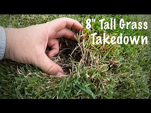 Overgrown Lawn Mowing: 8" to 3.25" Scalped and Fertilized
